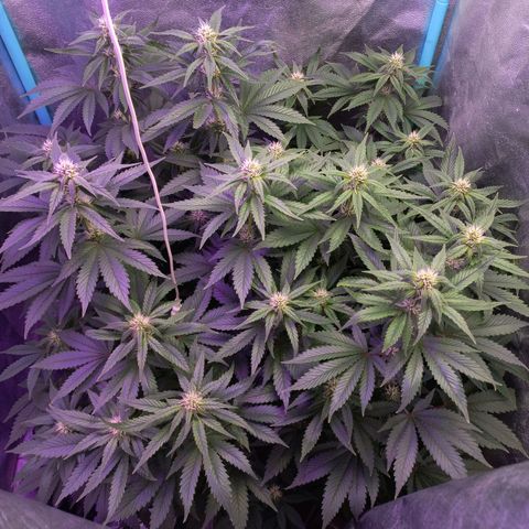 Chemdog growlog timeline photo