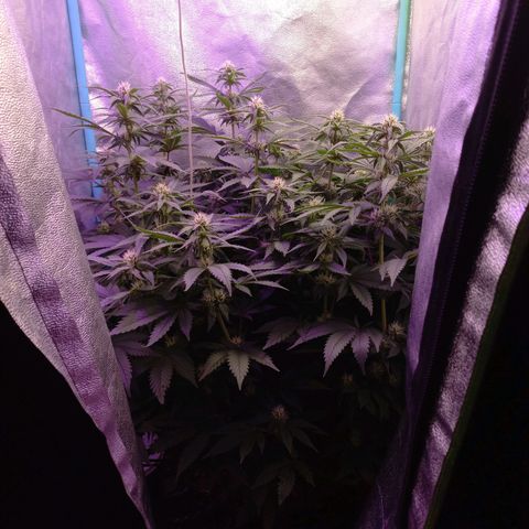 Chemdog growlog timeline photo