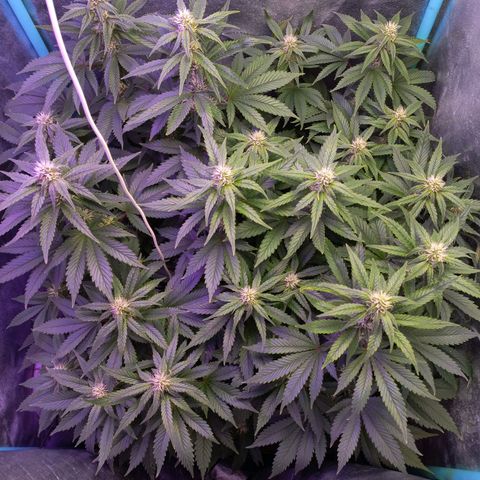 Chemdog growlog timeline photo