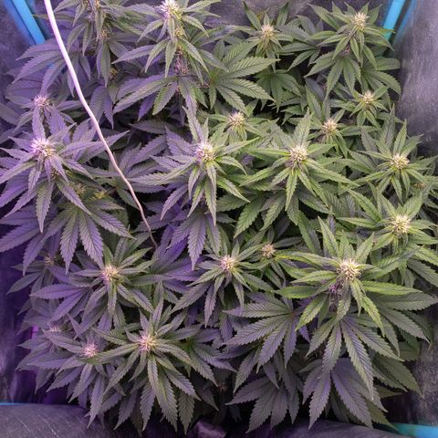 Chemdog growlog timeline photo