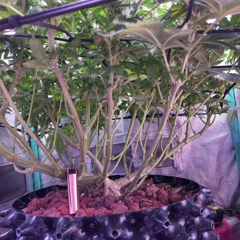 Chemdog growlog timeline photo