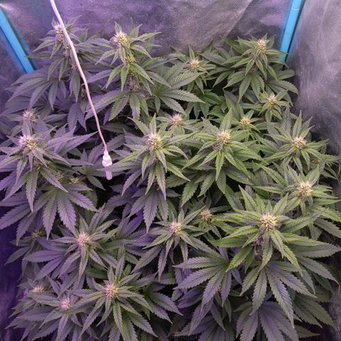 Chemdog growlog timeline photo