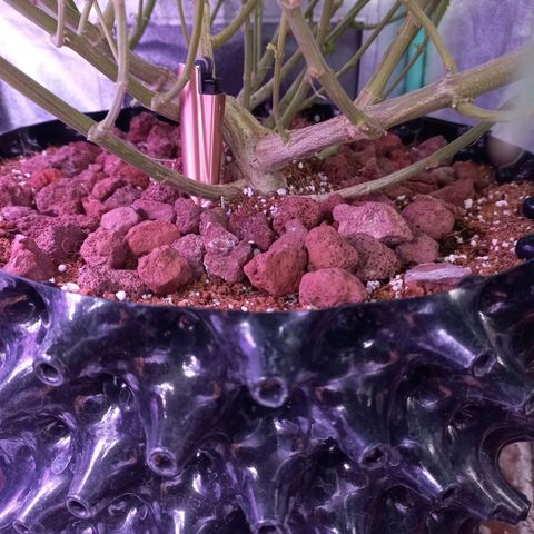 Chemdog growlog timeline photo