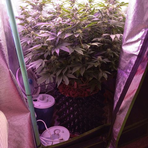 Chemdog growlog timeline photo