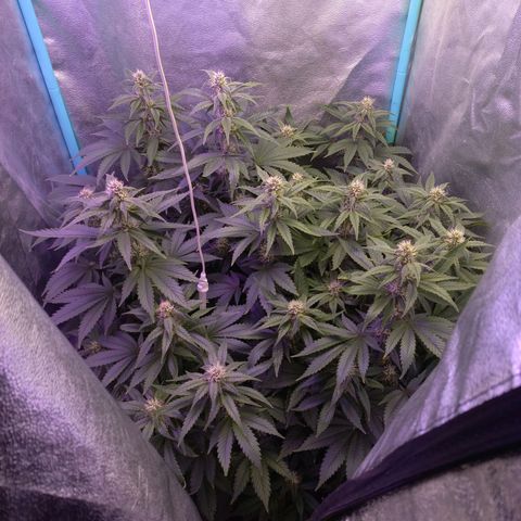 Chemdog growlog timeline photo