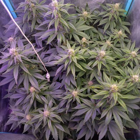 Chemdog growlog timeline photo