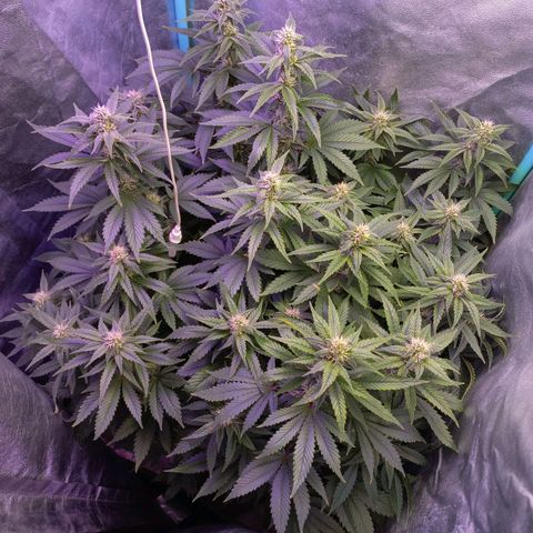Chemdog growlog timeline photo