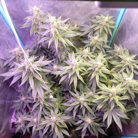 Chemdog growlog timeline photo