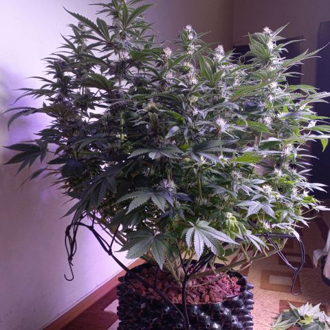 Chemdog growlog timeline photo