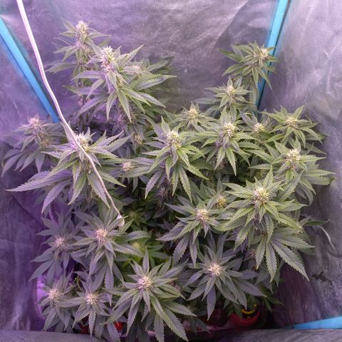 Chemdog growlog timeline photo