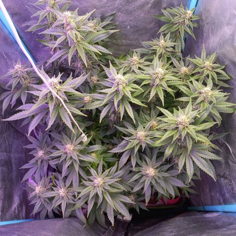 Chemdog growlog timeline photo