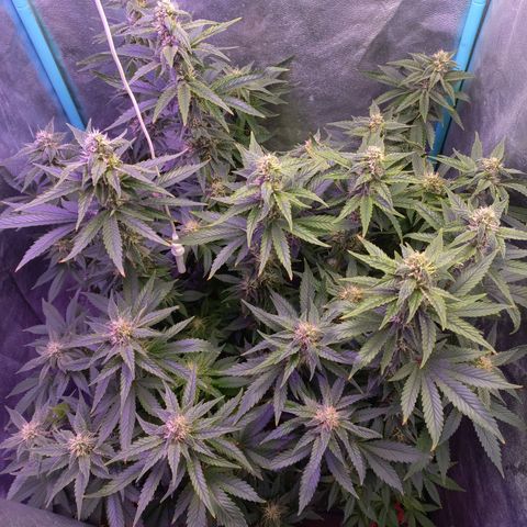 Chemdog growlog timeline photo