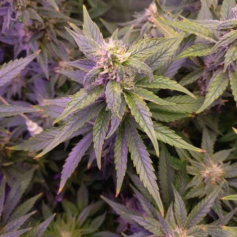 Chemdog growlog timeline photo
