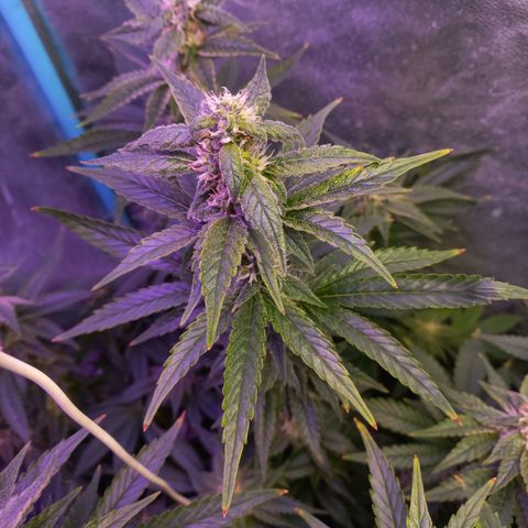 Chemdog growlog timeline photo