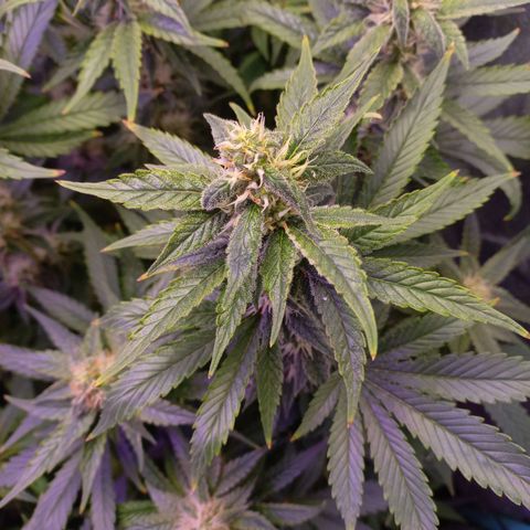Chemdog growlog timeline photo