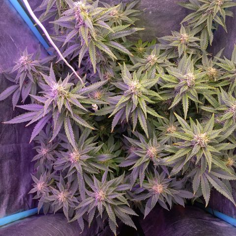 Chemdog growlog timeline photo