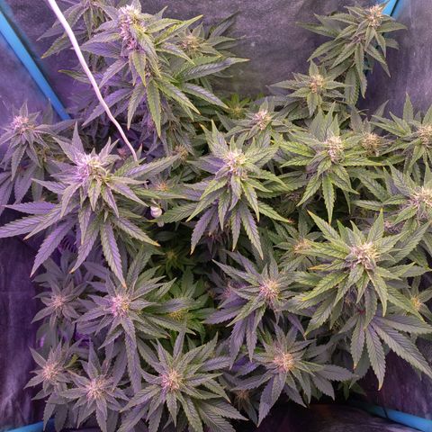 Chemdog growlog timeline photo