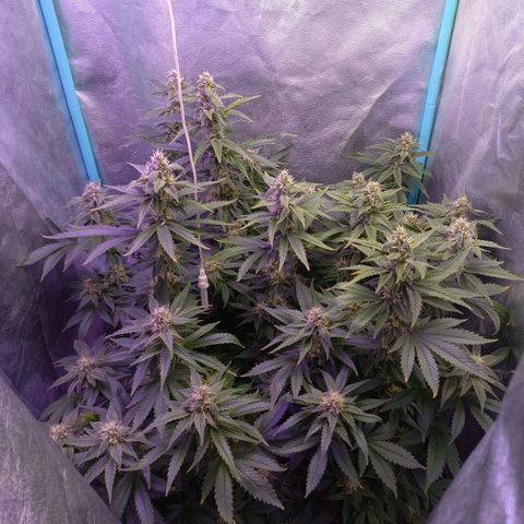 Chemdog growlog timeline photo