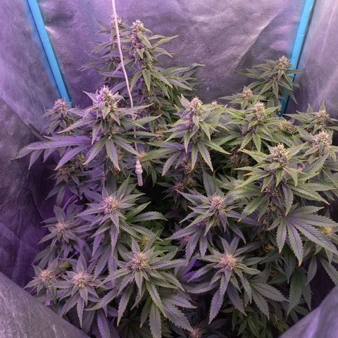 Chemdog growlog timeline photo