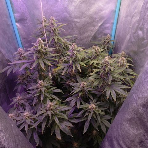 Chemdog growlog timeline photo