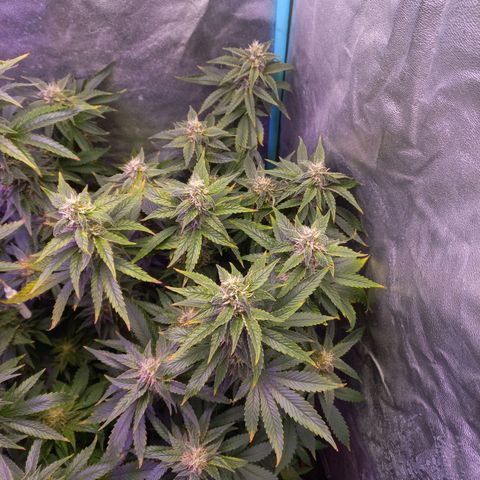 Chemdog growlog timeline photo