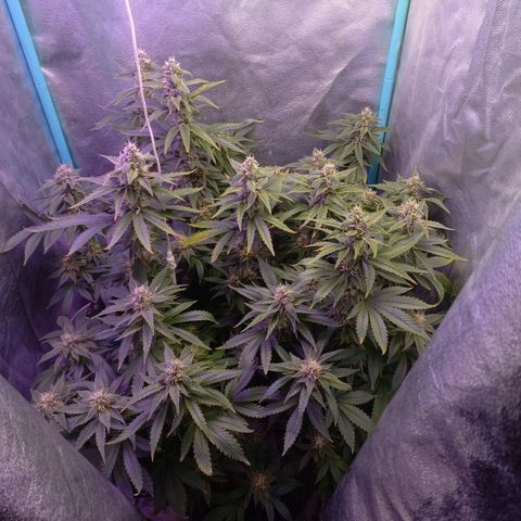 Chemdog growlog timeline photo
