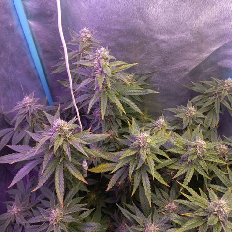 Chemdog growlog timeline photo