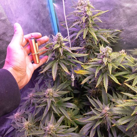 Chemdog growlog timeline photo