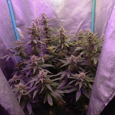 Chemdog growlog timeline photo