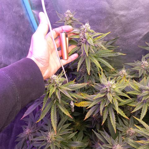 Chemdog growlog timeline photo