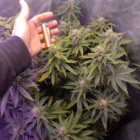 Chemdog growlog timeline photo