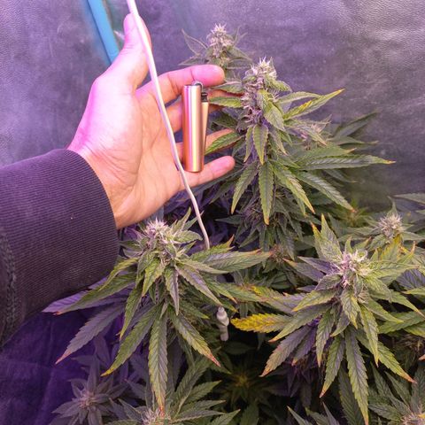 Chemdog growlog timeline photo
