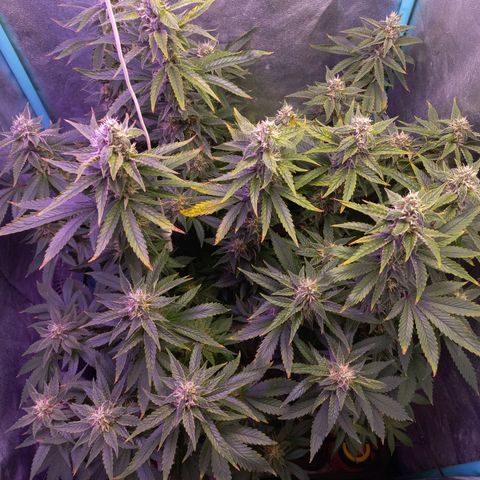 Chemdog growlog timeline photo