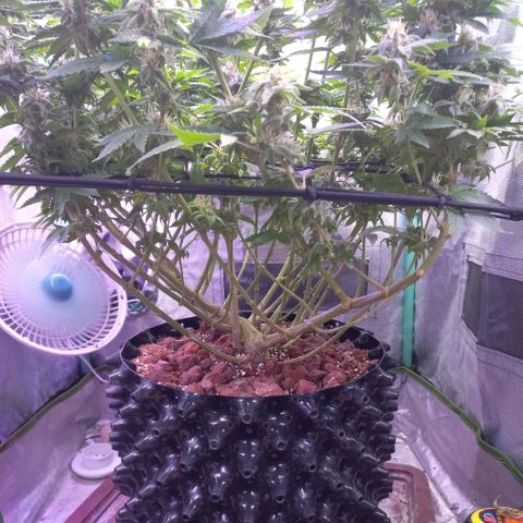 Chemdog growlog timeline photo