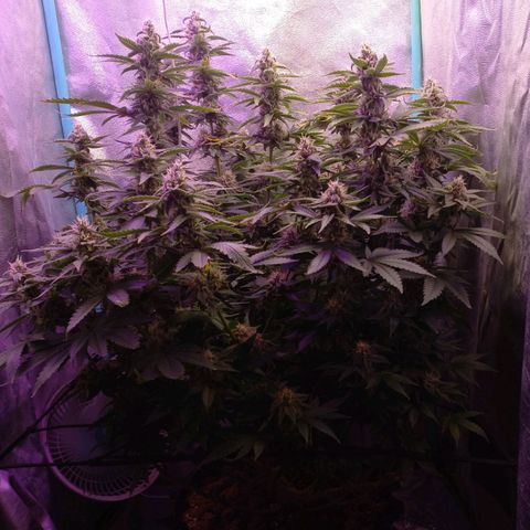 Chemdog growlog timeline photo