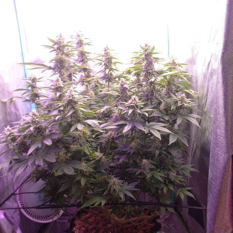 Chemdog growlog timeline photo