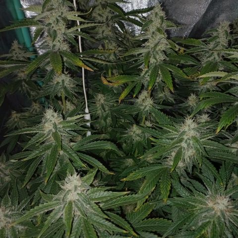 Chemdog growlog timeline photo
