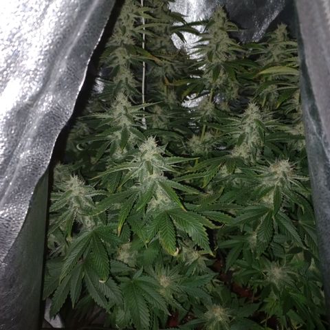Chemdog growlog timeline photo