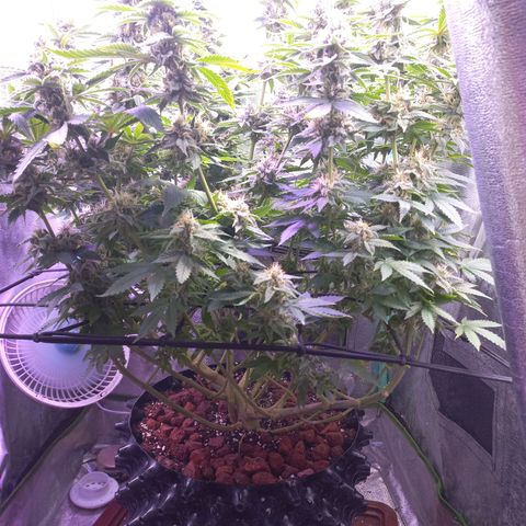 Chemdog growlog timeline photo