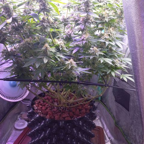 Chemdog growlog timeline photo