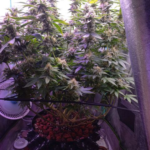 Chemdog growlog timeline photo