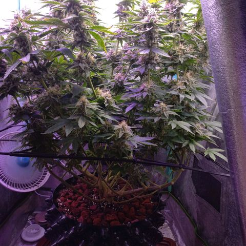 Chemdog growlog timeline photo