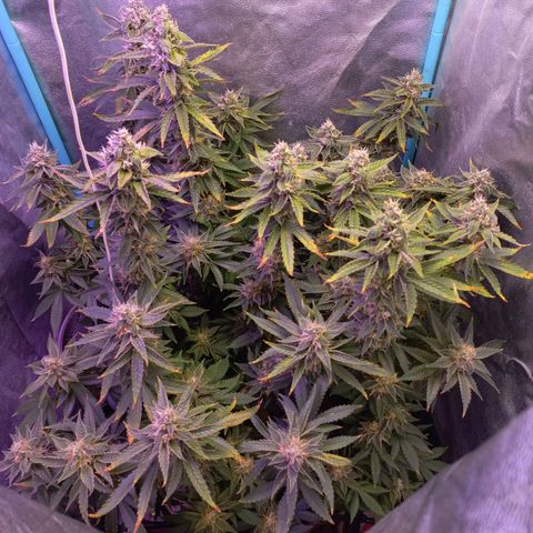 Chemdog growlog timeline photo