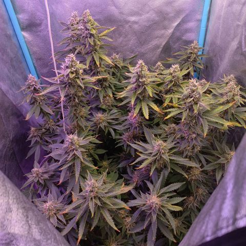 Chemdog growlog timeline photo