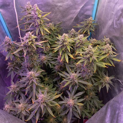 Chemdog growlog timeline photo