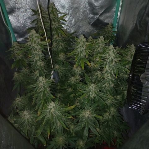 Chemdog growlog timeline photo