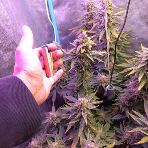 Chemdog growlog timeline photo