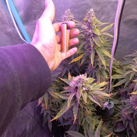 Chemdog growlog timeline photo