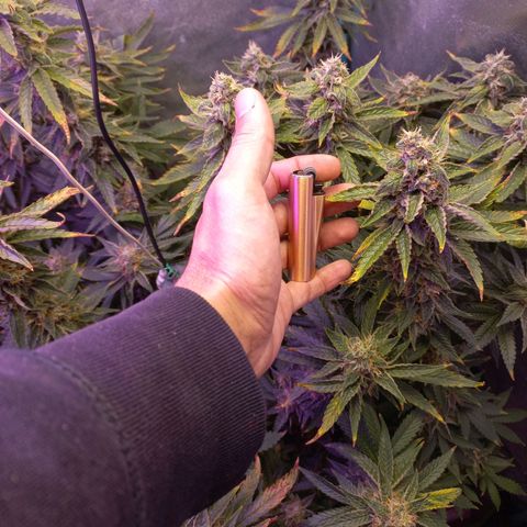 Chemdog growlog timeline photo
