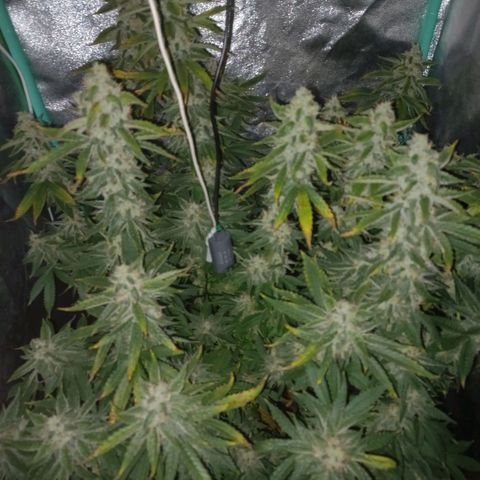 Chemdog growlog timeline photo